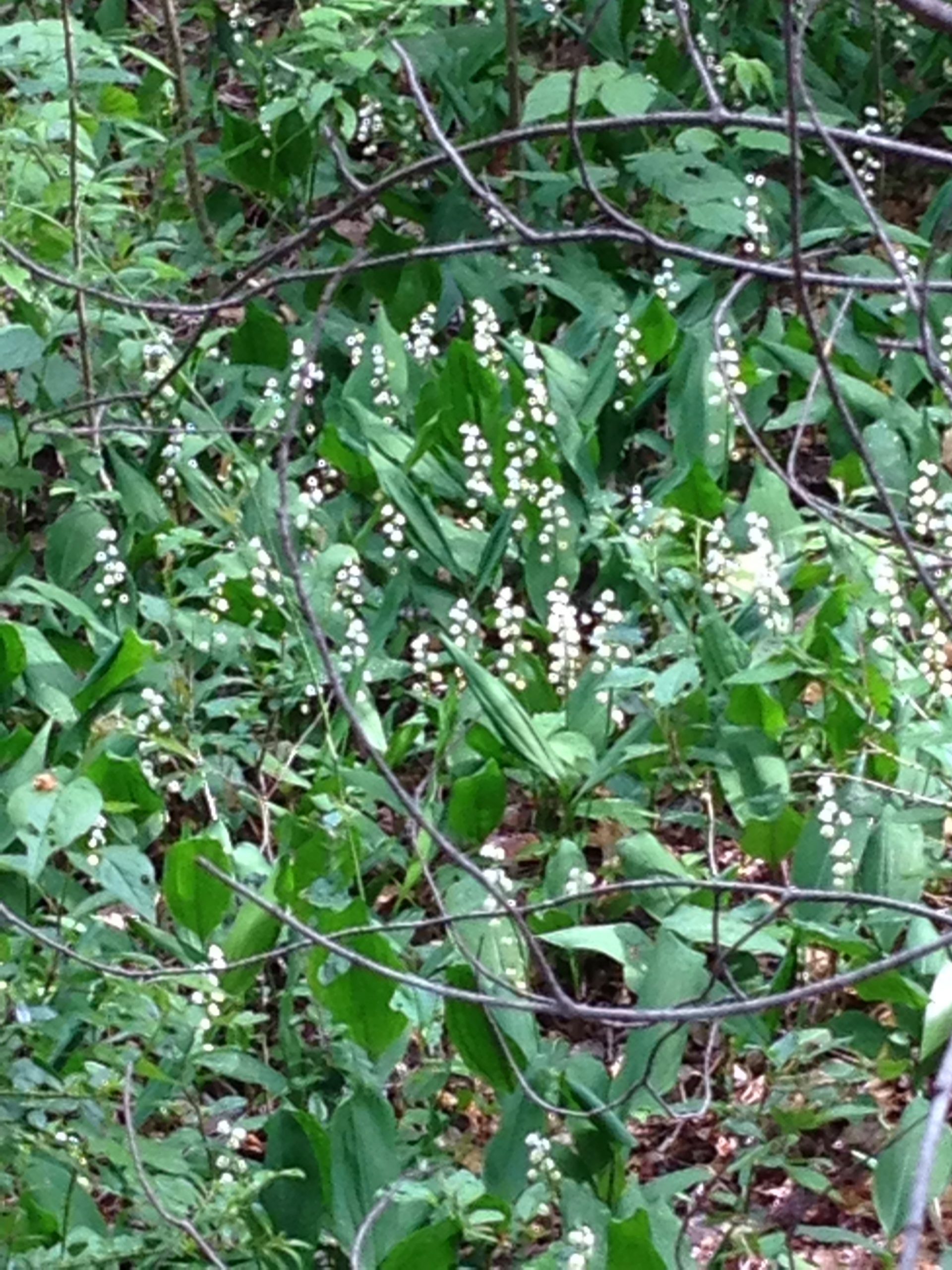 Lillies of the valley